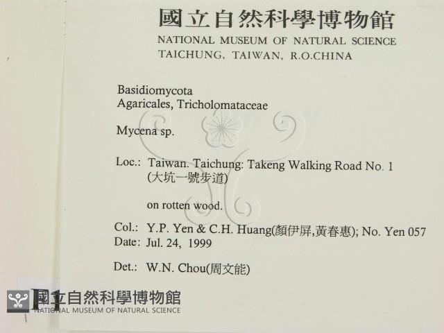 小菇屬藏品圖，第2張