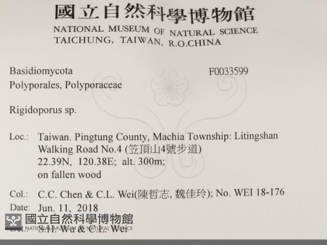 硬孔菌屬藏品圖，第2張