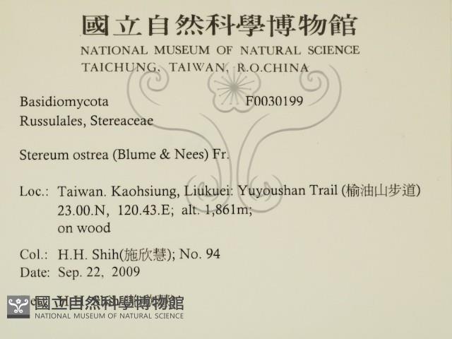 蠔韌革菌藏品圖，第2張