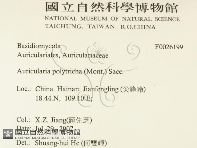 毛木耳藏品圖，第2張