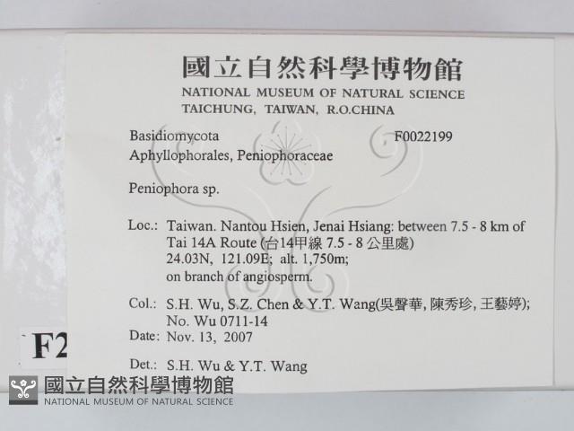 筍殼菌屬藏品圖，第2張