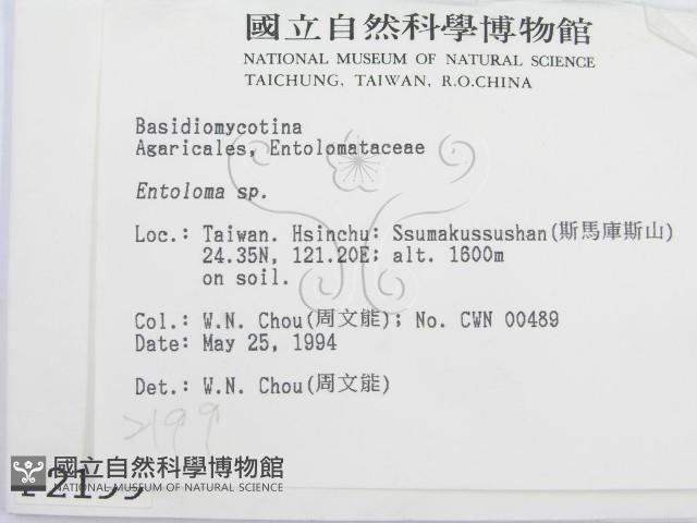 粉褶菌屬藏品圖，第2張