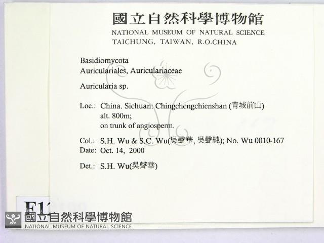 木耳屬藏品圖，第2張