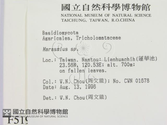 小皮傘屬藏品圖，第2張