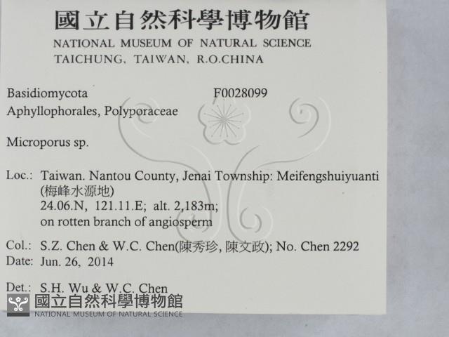 小孔菌屬藏品圖，第2張