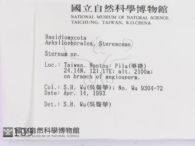 韌革菌屬藏品圖，第2張