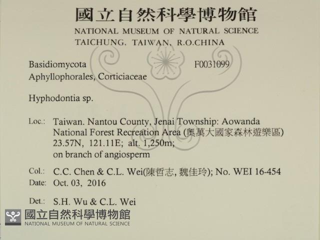 絲齒菌屬藏品圖，第2張