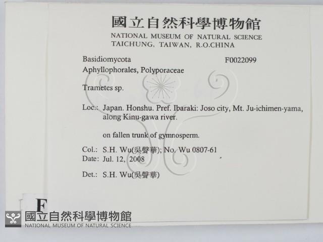 栓菌屬藏品圖，第2張