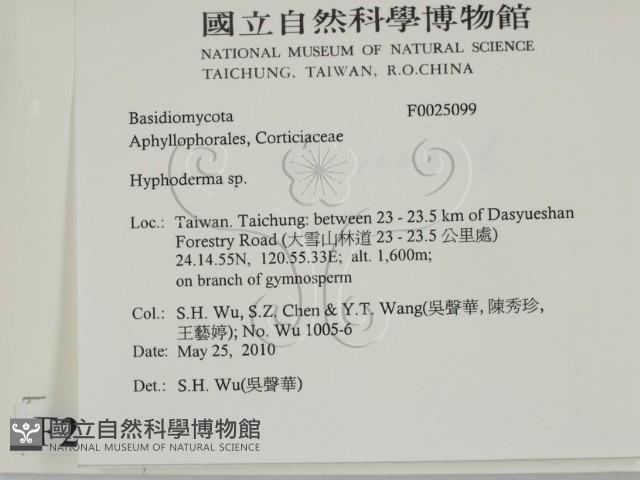 絲皮菌屬藏品圖，第2張