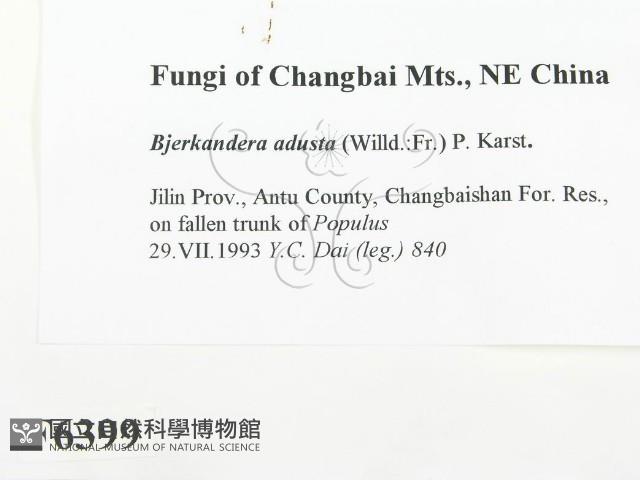 煙管菌藏品圖，第2張