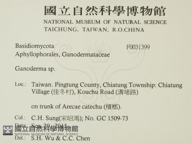 靈芝屬藏品圖，第2張