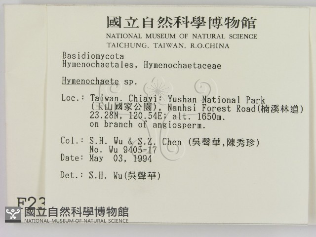 刺革菌屬藏品圖，第2張