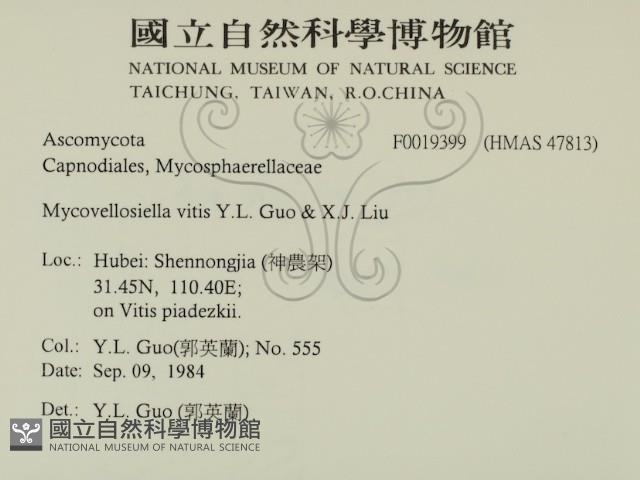 登錄號:F0019399藏品圖，第2張