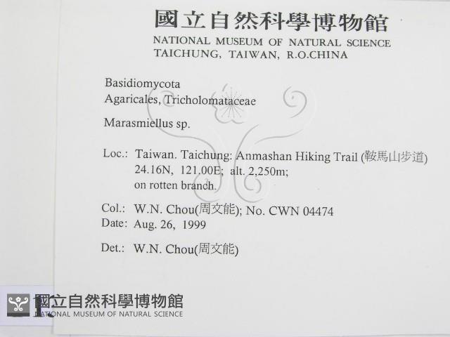 微皮傘屬藏品圖，第2張
