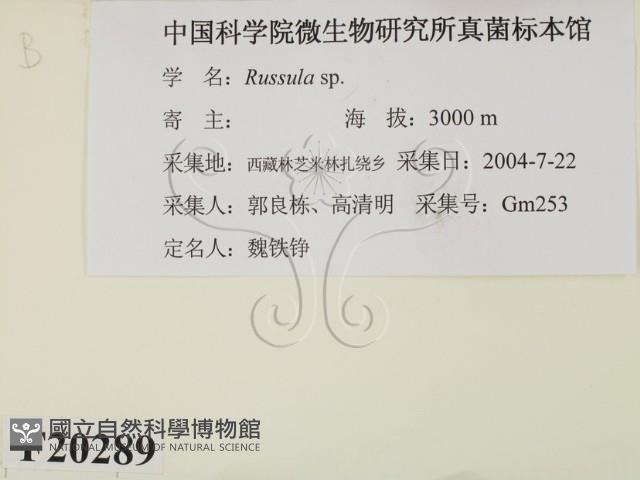 紅菇屬藏品圖，第2張