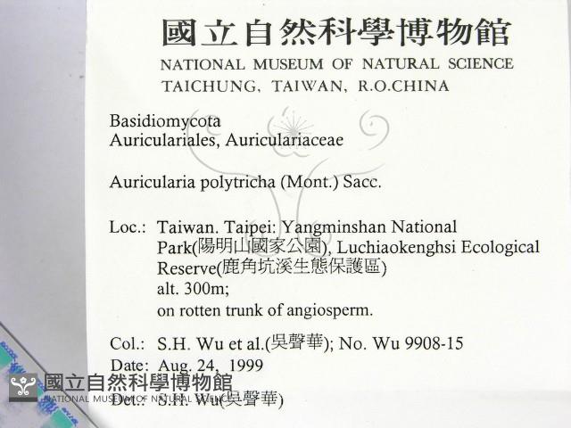 毛木耳藏品圖，第2張