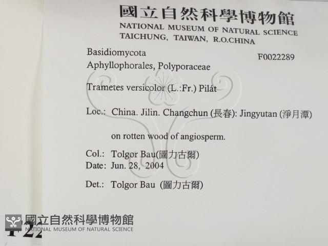 雲芝藏品圖，第2張