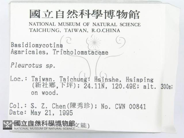 側耳屬藏品圖，第2張