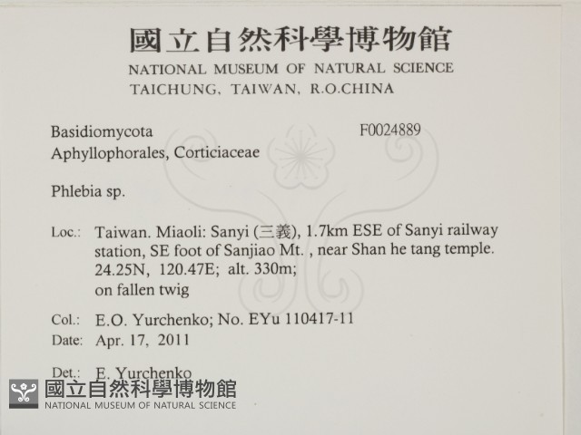 射脈菌屬藏品圖，第2張