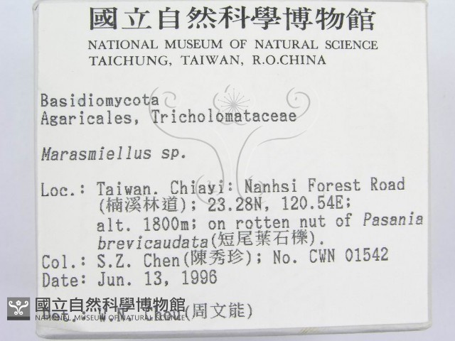 微皮傘屬藏品圖，第2張