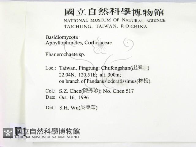 顯絲菌屬藏品圖，第2張