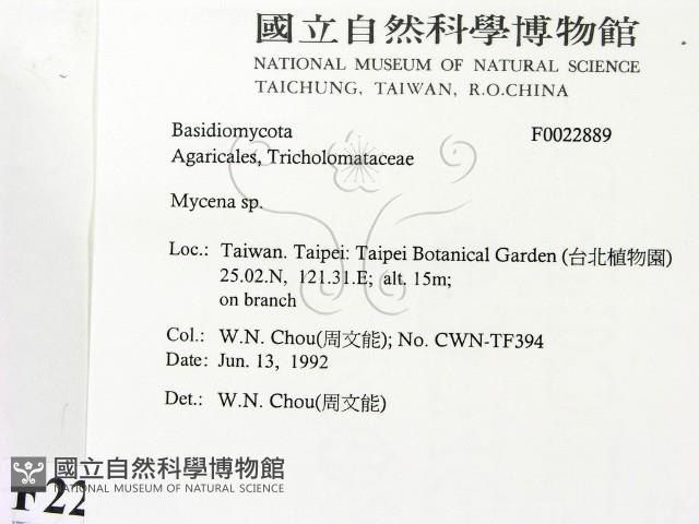 小菇屬藏品圖，第2張