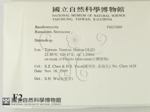 韌革菌屬藏品圖，第2張