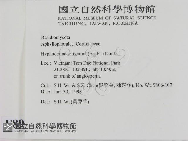 剛毛絲皮菌藏品圖，第2張