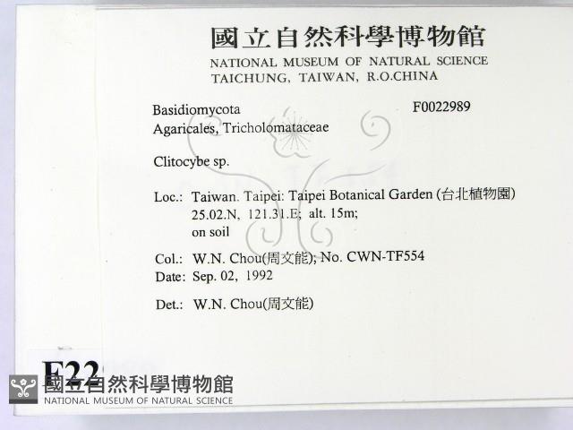 杯傘屬藏品圖，第2張