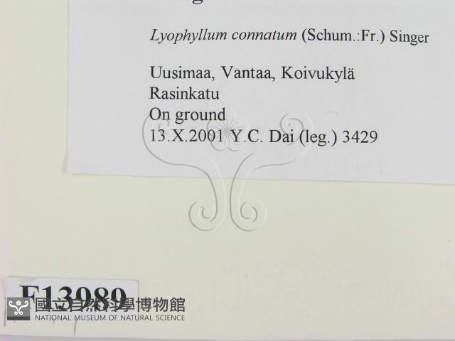 登錄號:F0013989藏品圖，第2張
