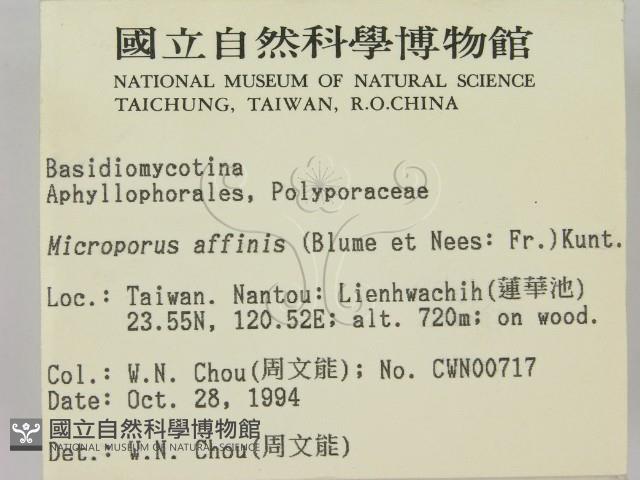 相鄰小孔菌藏品圖，第2張