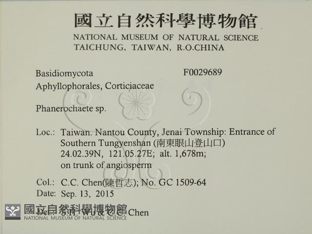 顯絲菌屬藏品圖，第2張