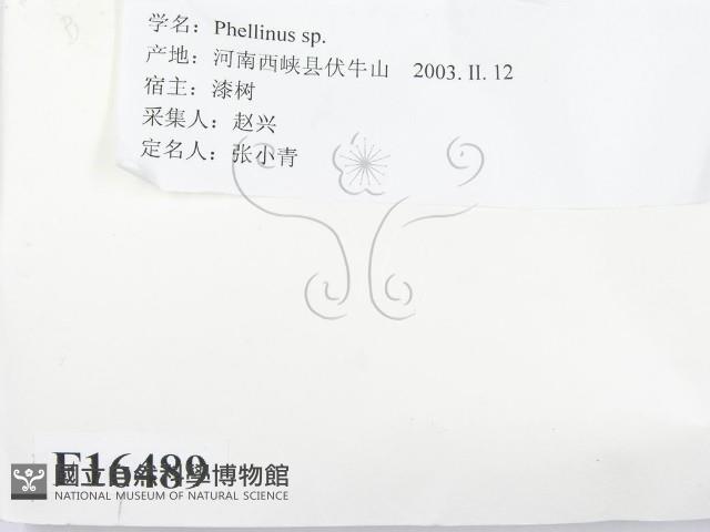 木層孔菌屬藏品圖，第2張
