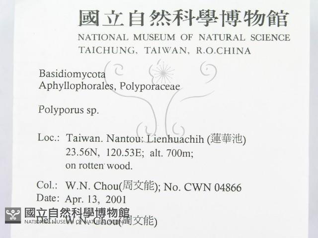 多孔菌屬藏品圖，第2張
