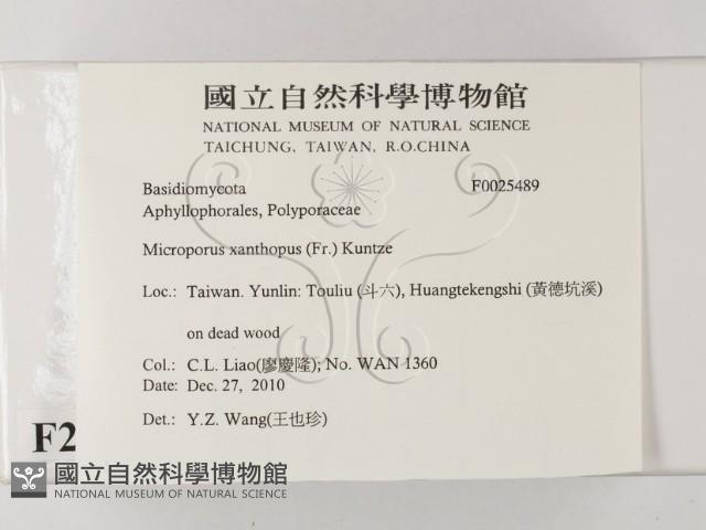 黄柄小孔菌藏品圖，第2張