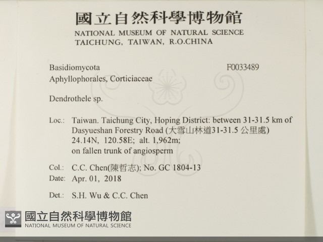 樹狀皮革菌屬藏品圖，第2張