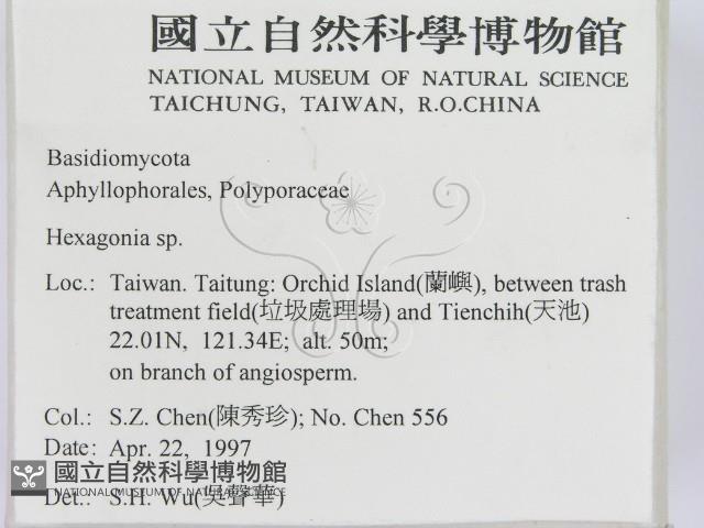 蜂窩菌屬藏品圖，第2張