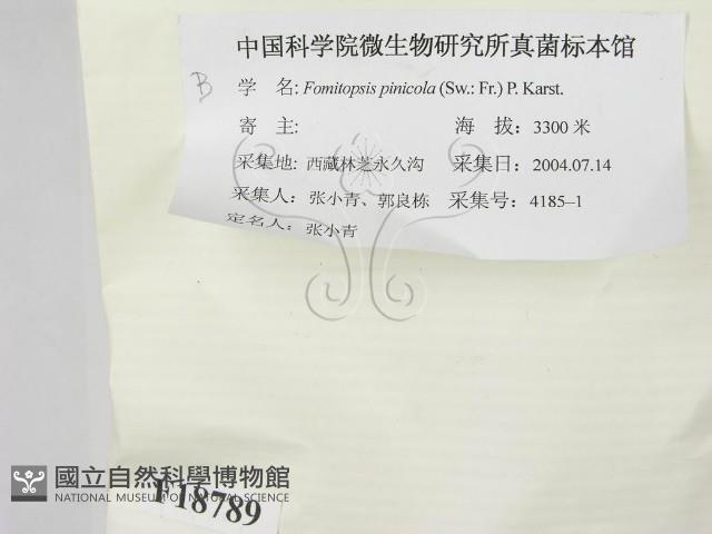 松生擬層孔菌藏品圖，第2張