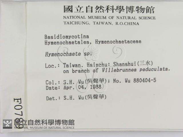 刺革菌屬藏品圖，第2張
