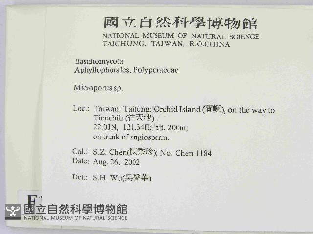 小孔菌屬藏品圖，第2張
