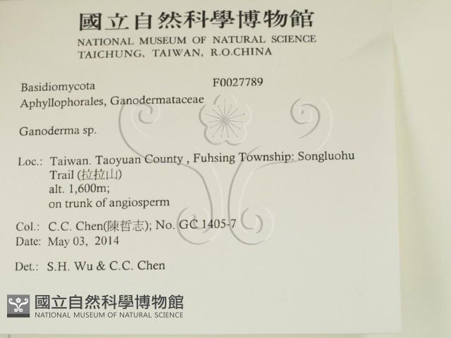 靈芝屬藏品圖，第2張