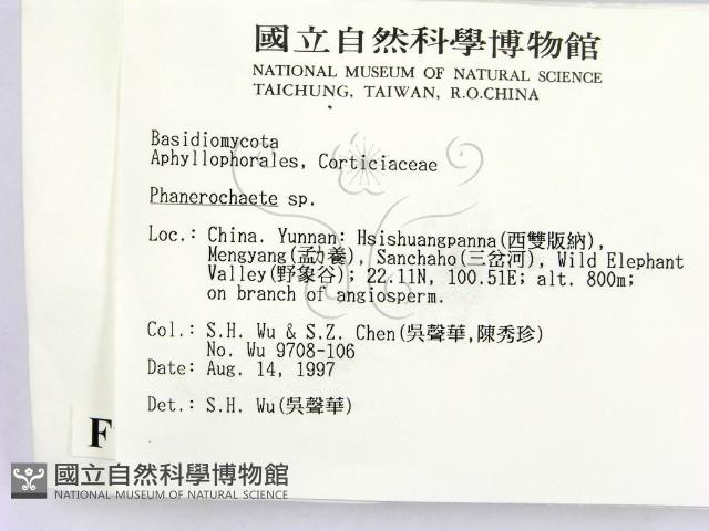 顯絲菌屬藏品圖，第2張