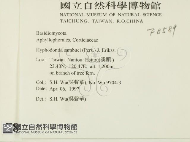 冇骨消絲齒菌藏品圖，第2張