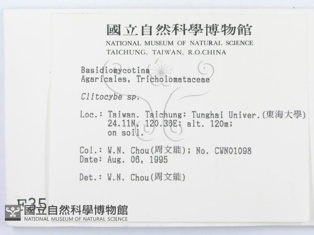 杯傘屬藏品圖，第2張