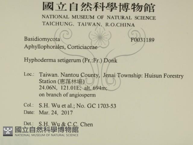 剛毛絲皮菌藏品圖，第2張