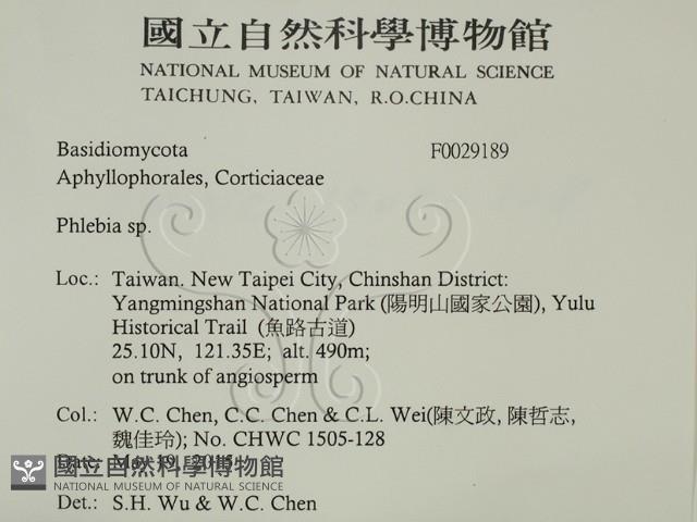 射脈菌屬藏品圖，第2張