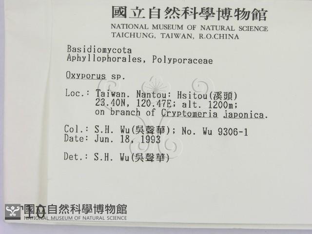 銳孔菌屬藏品圖，第2張