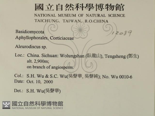 盤革菌屬藏品圖，第2張