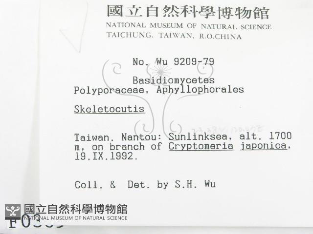 骨皮菌屬藏品圖，第2張