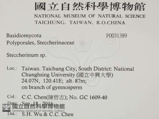 齒耳菌屬藏品圖，第2張